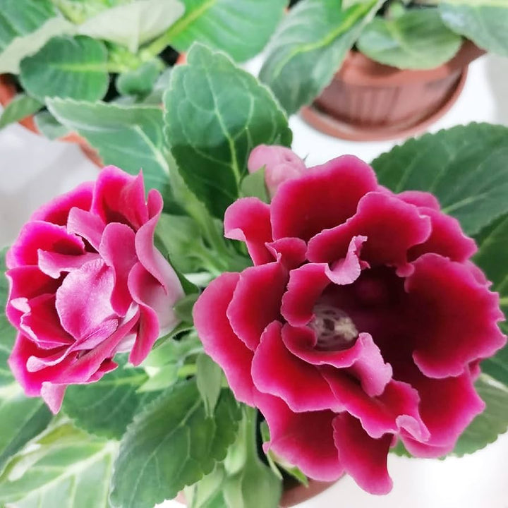 Gloxinia Blomsterfrø til Plantning Rød 100 stk