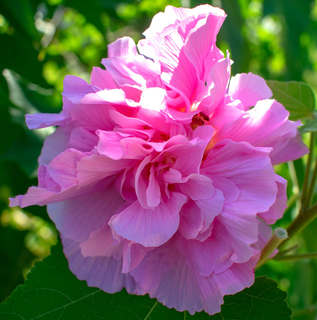pink double flower seeds