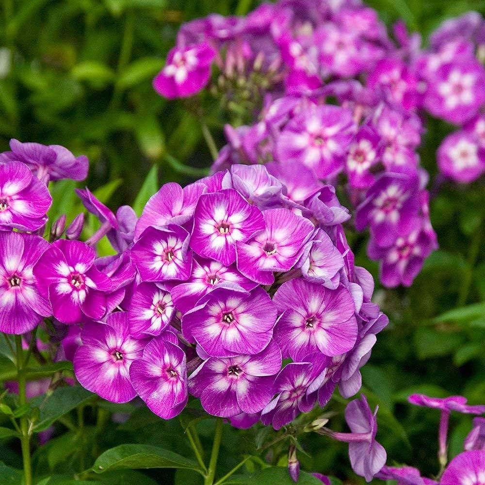 colorful garden flower seeds