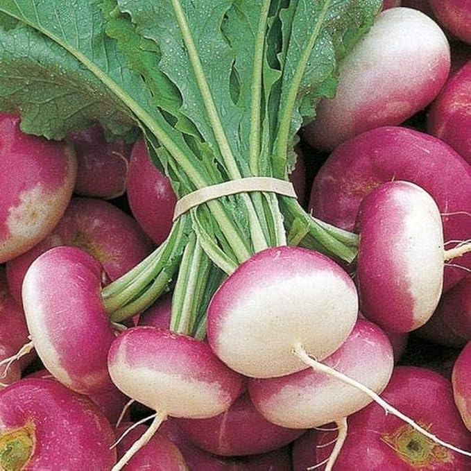 Turnip Salgam vegetable seeds for planting - heirloom & Non-GMO garden Seeds