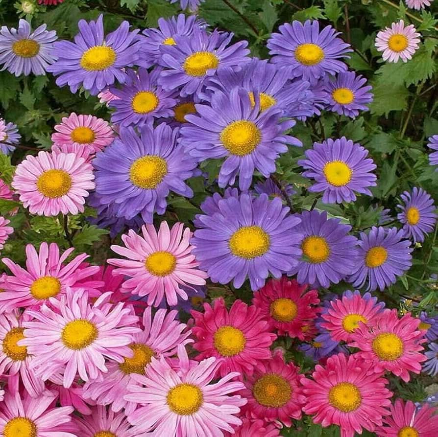 aster callistephus flower seeds