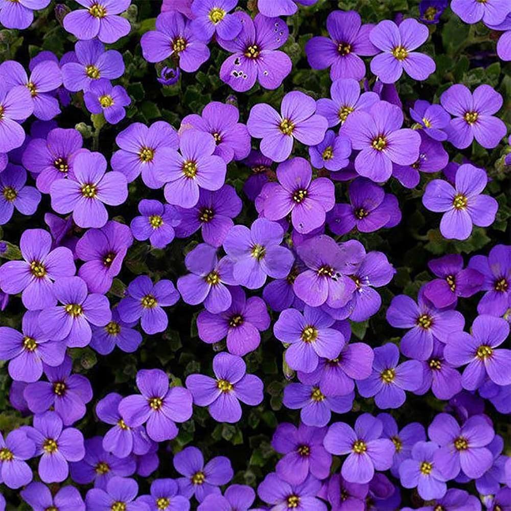 blue mustard flower seeds
