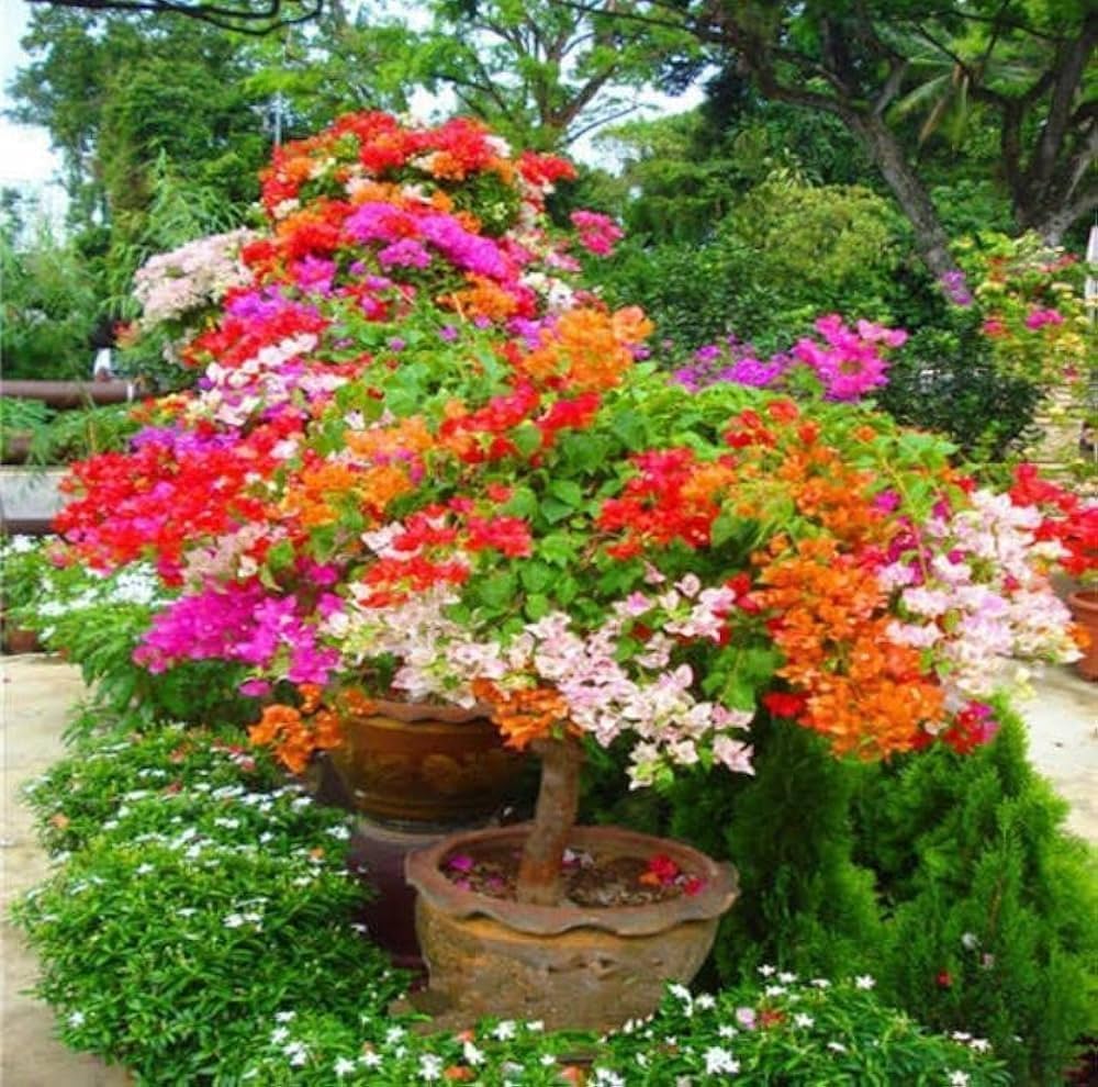 bougainvillea bougainvillea flower seeds