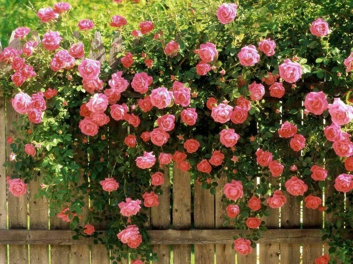 Pink Climbing Rose Seeds for Planting – Heirloom, Non-GMO