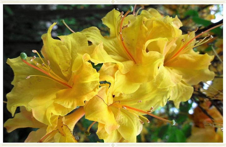 Light Yellow Azalea Flower Seeds for Planting – Heirloom, Non-GMO, High Germination Bright Ornamental Shrub Seeds