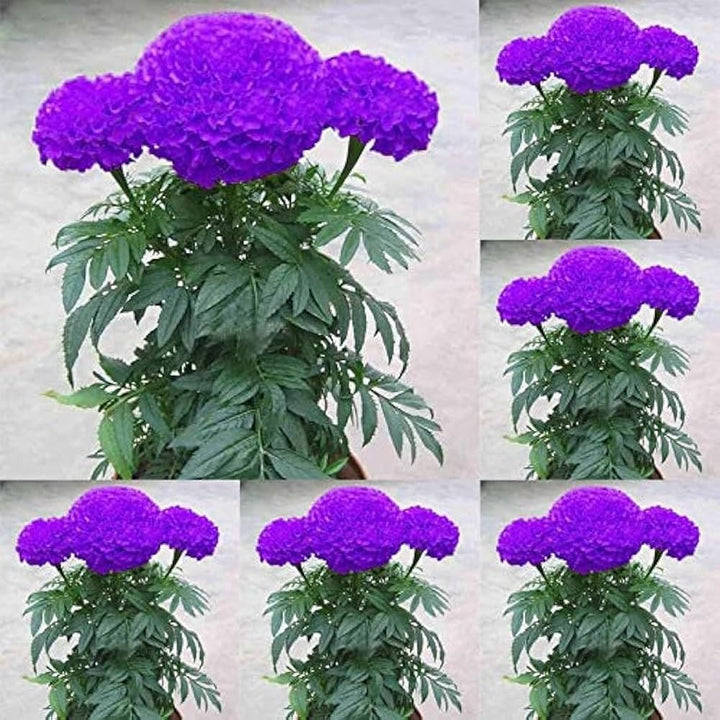 Purple Marigold Flower Seeds for Planting - 100 pcs