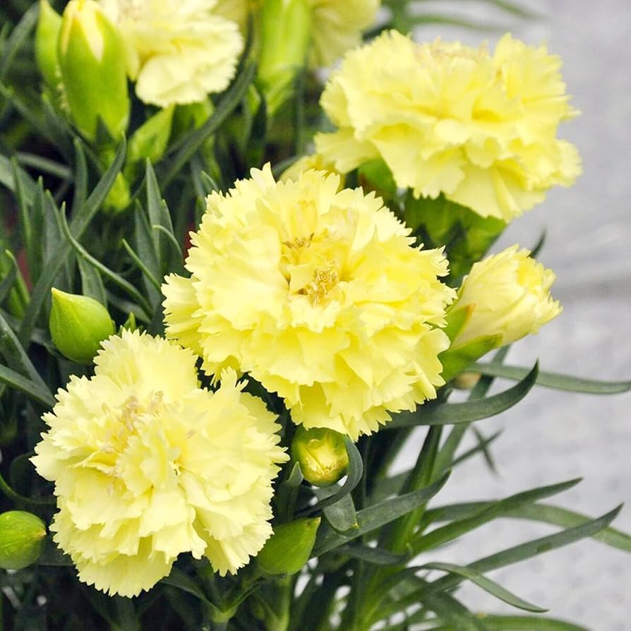 Yellow Carnation Flower Seeds – Non-GMO Seeds for Vibrant Garden Blooms