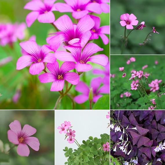 Oxalis Flower Seeds – Heirloom, Non-GMO Seeds for Planting Colorful Blooms