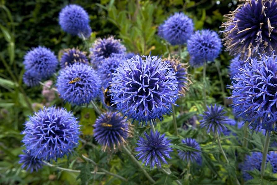 globe thistle flower seeds