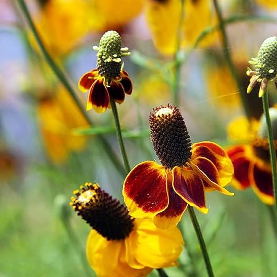 mexican hat flower seeds