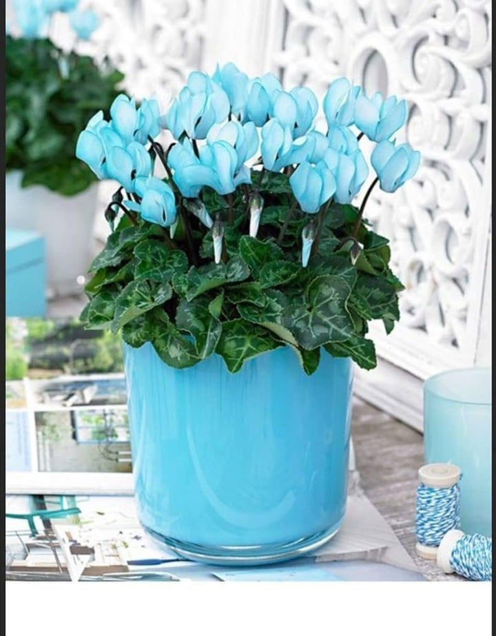 Sky Blue Cyclamen Flower Seeds for Planting NON GMO Seeds -100 pcs