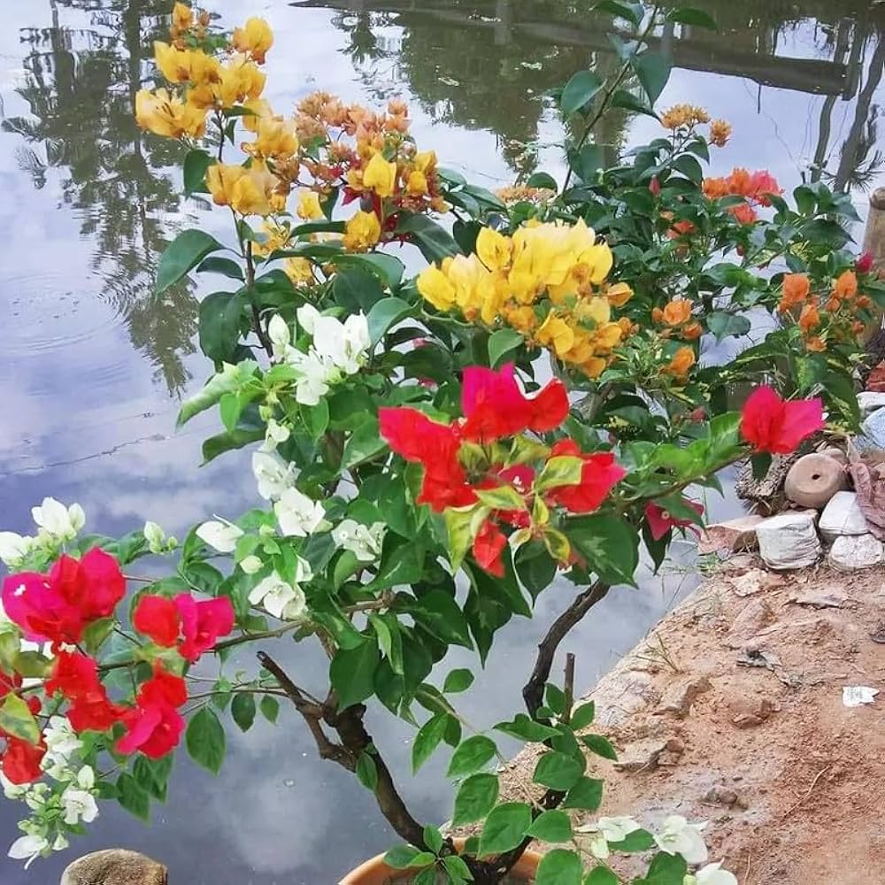 rare bougainvillea flower seeds