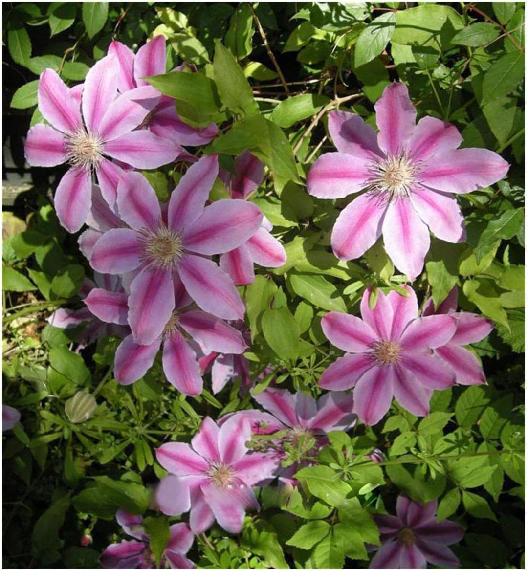 pink heirloom flower seeds