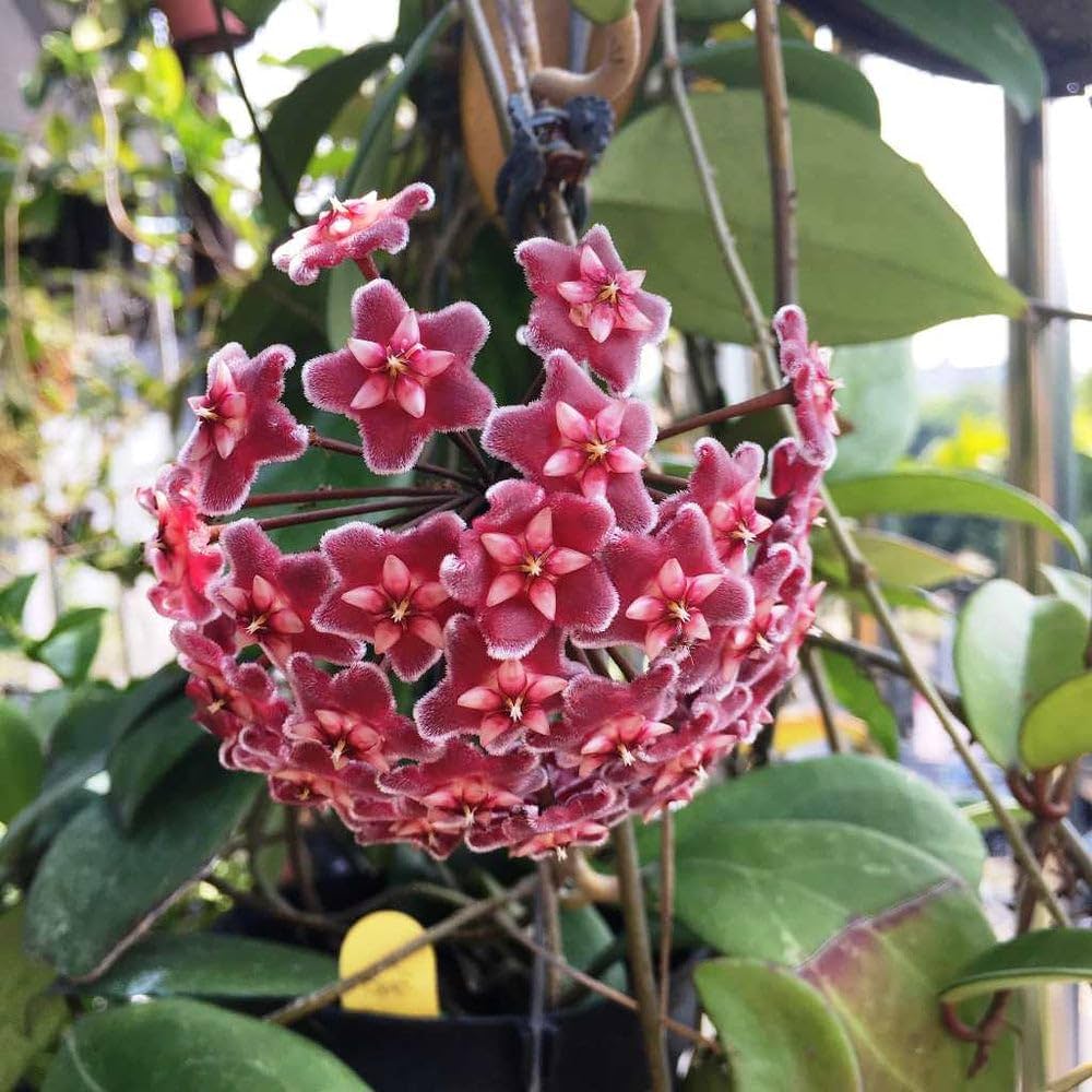 Maroon Hoya Flower Seeds 100 pcs