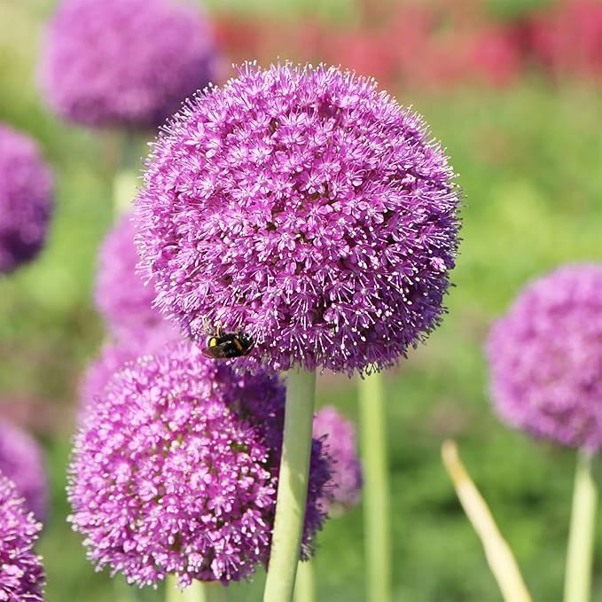 allium allium flower seeds