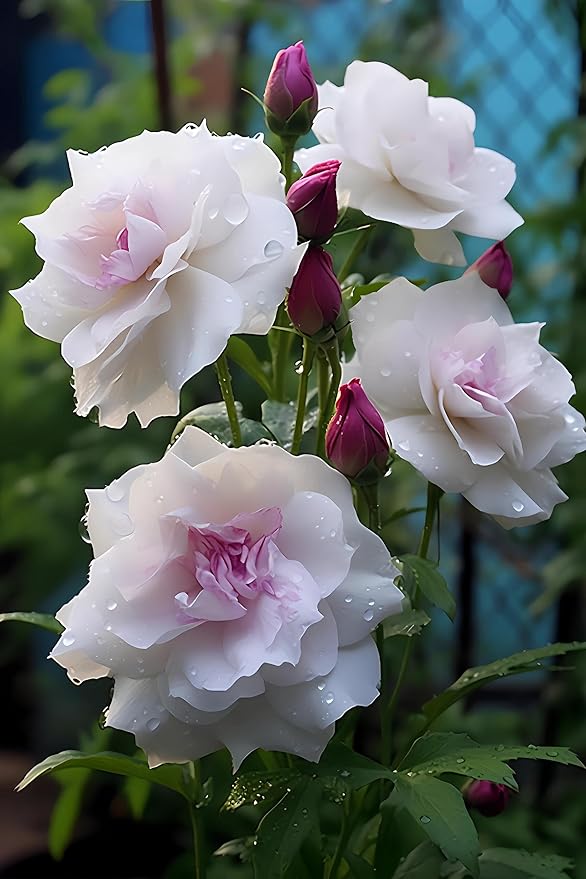 eustoma eustoma flower seeds