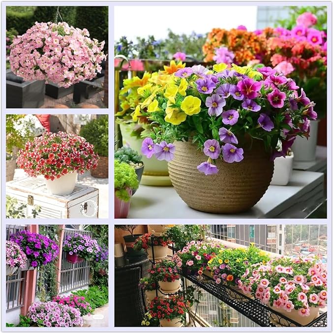 petunia flower flower seeds