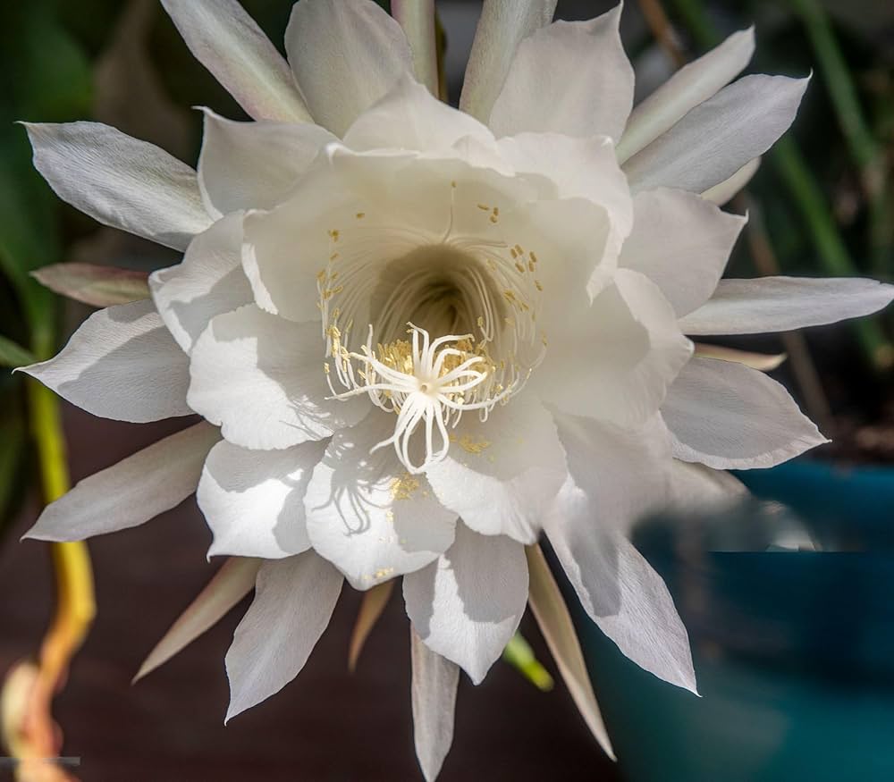 cactus epiphyllum flower seeds