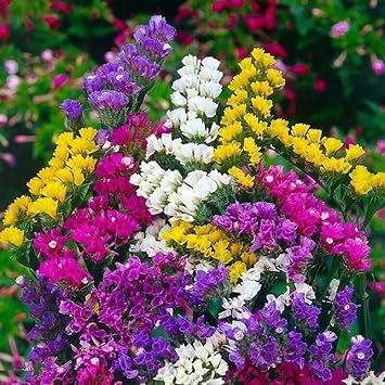 Flower Seeds, Seeds for Planting, Plant Seeds