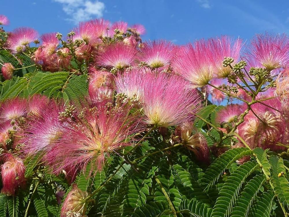 albizia flower flower seeds
