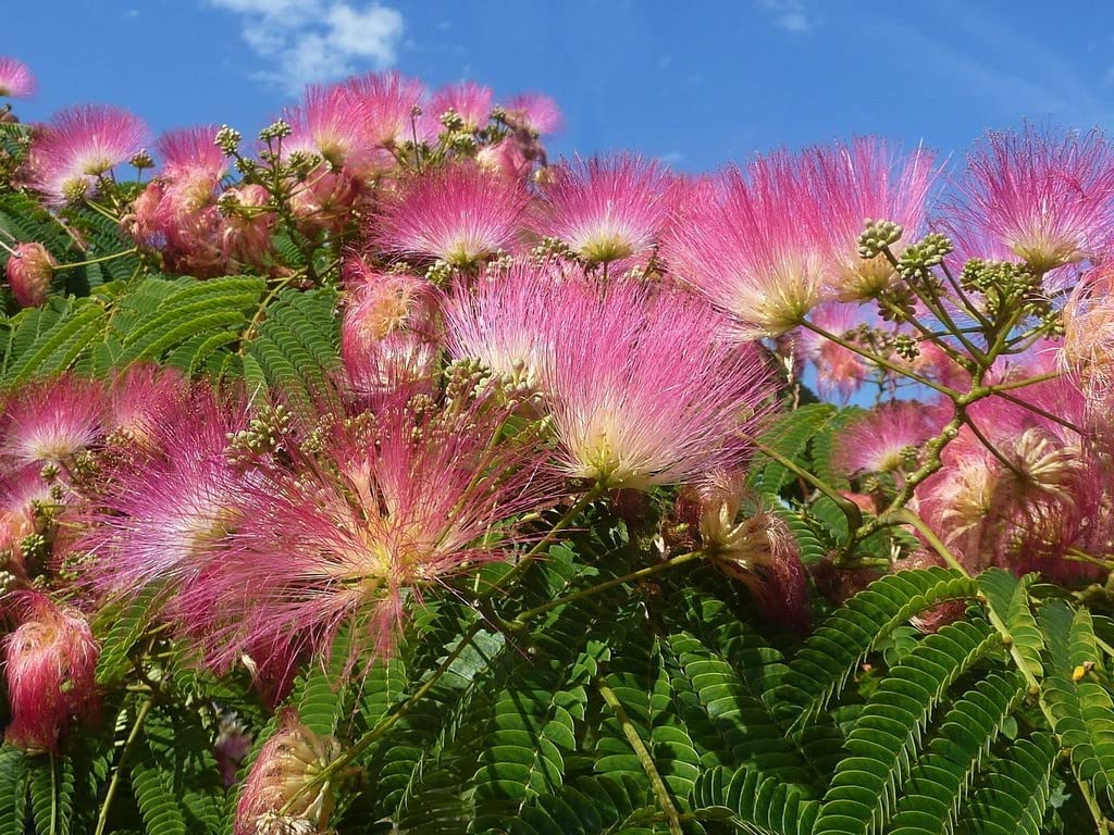 Orange Albizia Flower Seeds for Planting - 100 pcs