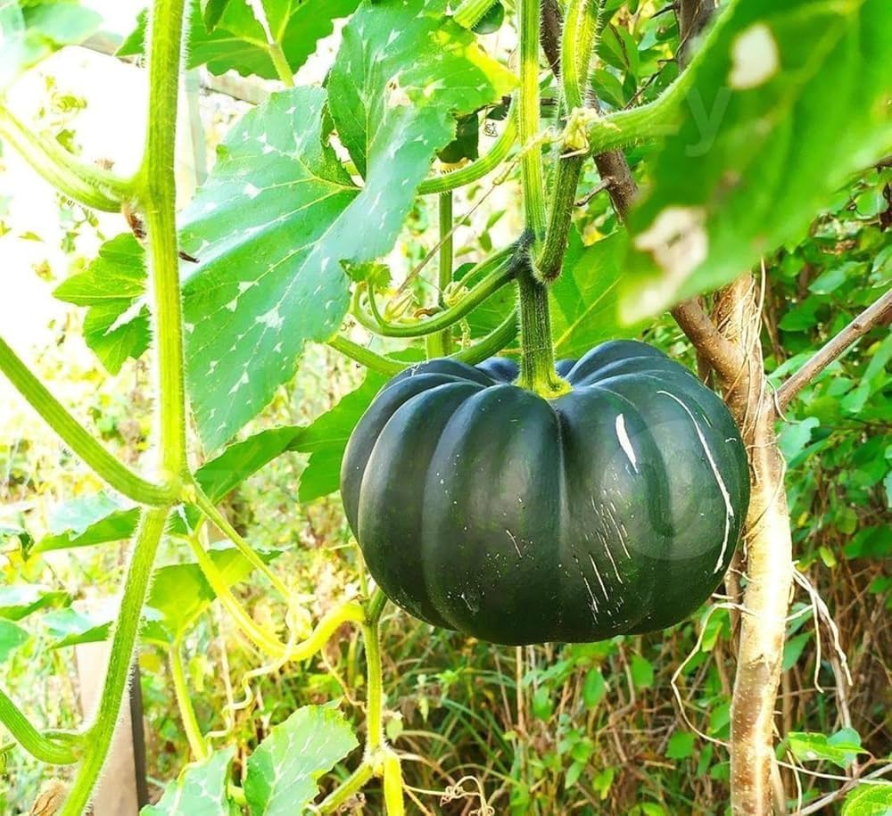 Kabocha Japanese Vegetable Pumpkin Seeds for Planting