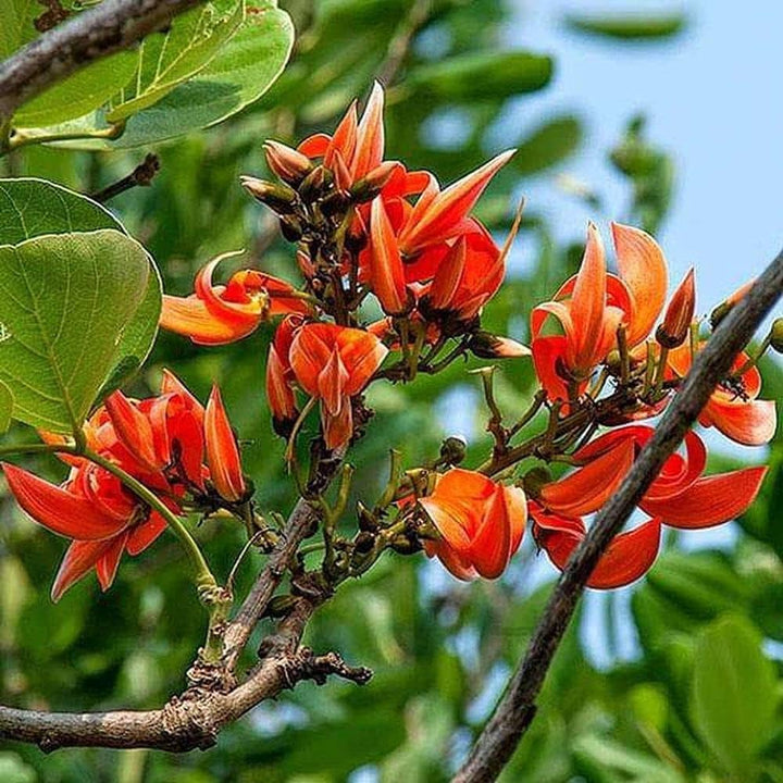 Orange Costus Plant Seeds for Planting - 100 pcs