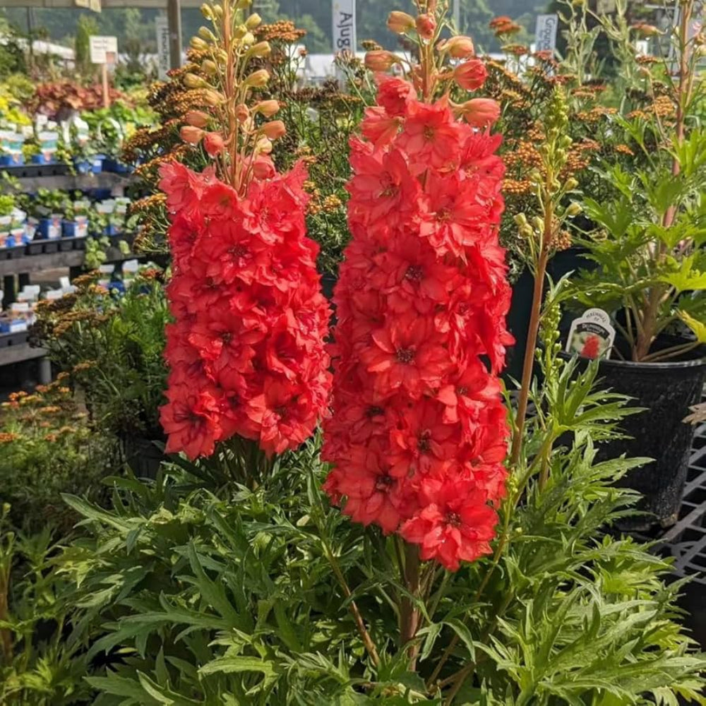 red giant flower seeds