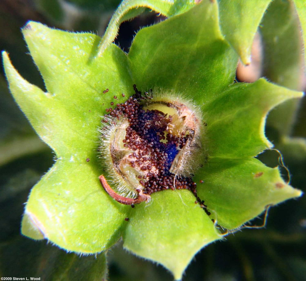 Flower Seeds, Seeds for Planting, Plant Seeds