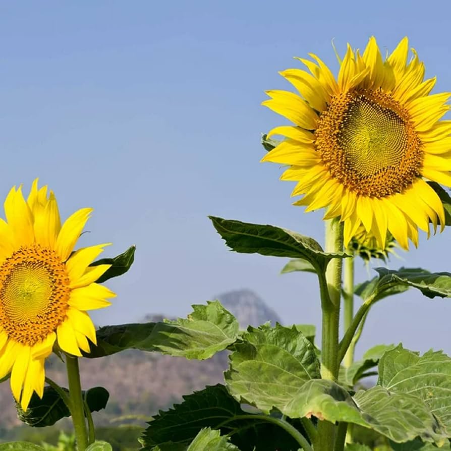 Sunzilla Sunflower Seeds – Heirloom, Non-GMO Giant Sunflower Seeds for Planting Gardens