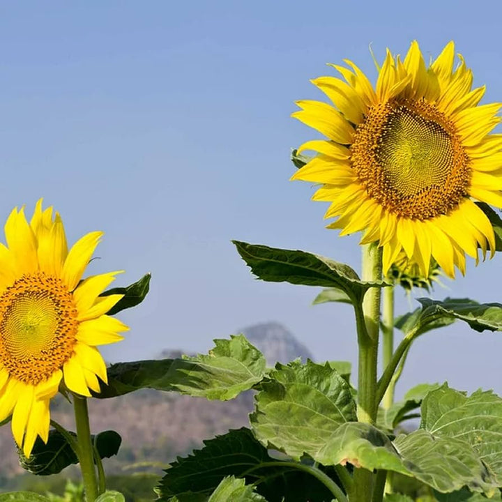 Sunzilla Sunflower Seeds – Heirloom, Non-GMO Giant Sunflower Seeds for Planting Gardens