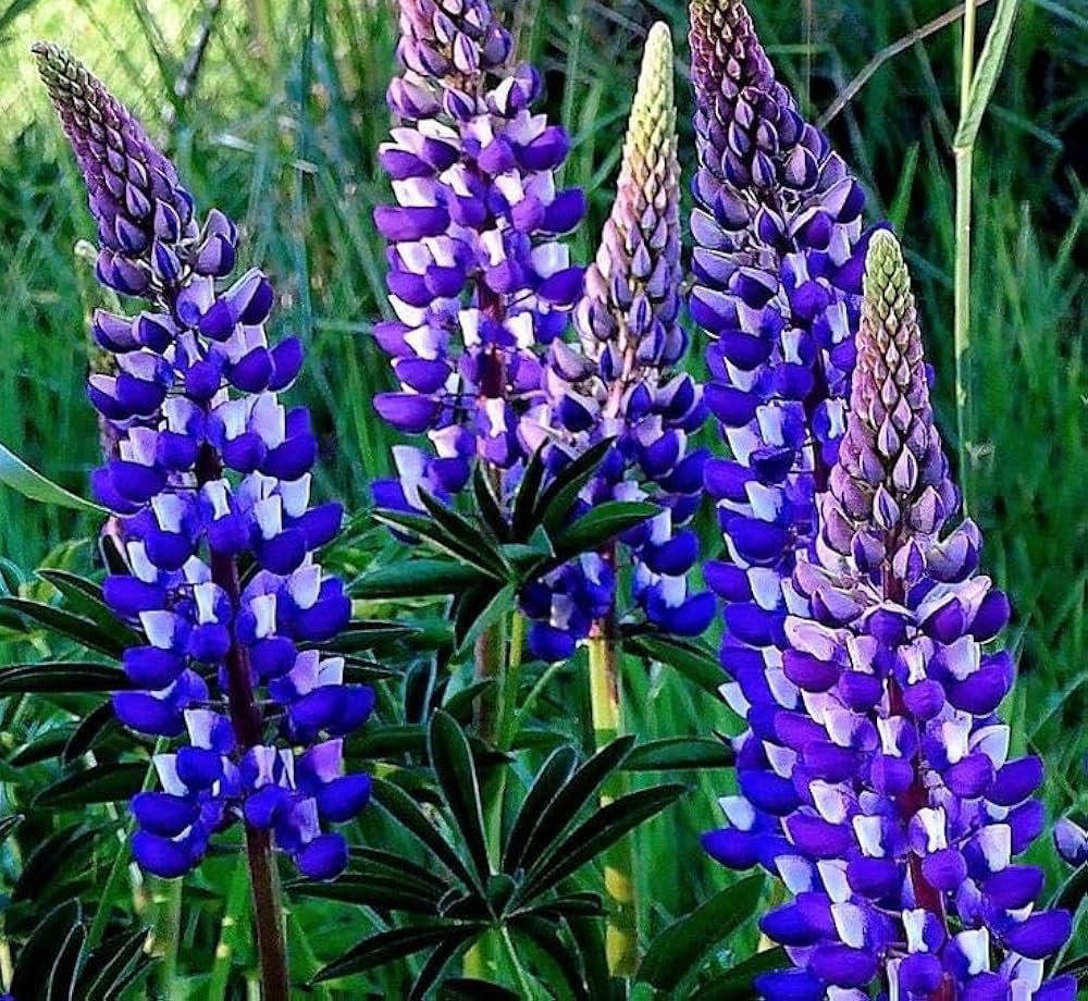 Thick Blue Lupine Flower Seeds for Planting – Heirloom, Non-GMO, High Germination Garden Seeds