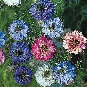 nigella double flower seeds
