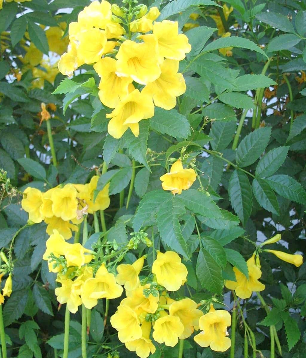 Gule Madia blomsterfrø til udplantning - 100 stk