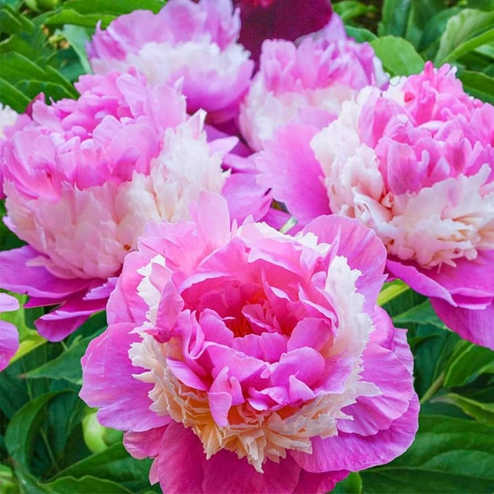Rare Heirloom Sorbet Peony Tree Double Bloom Flower Seeds Home Garden Planting, Colorful