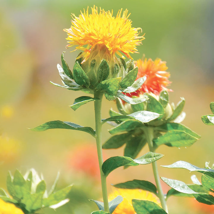 Blandede Carthamus blomsterfrø til udplantning - 100 stk