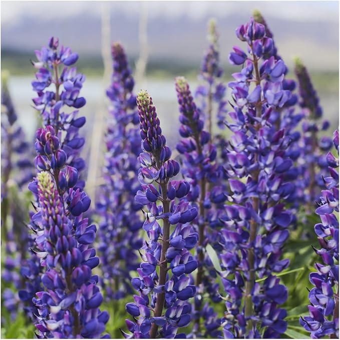 lupine perennial flower seeds
