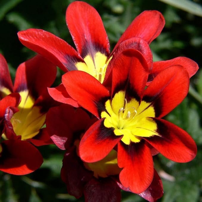 Heirloom Non-GMO Harlequin Flower Seeds for Planting – Colorful Ornamental Garden Blooms, High Germination