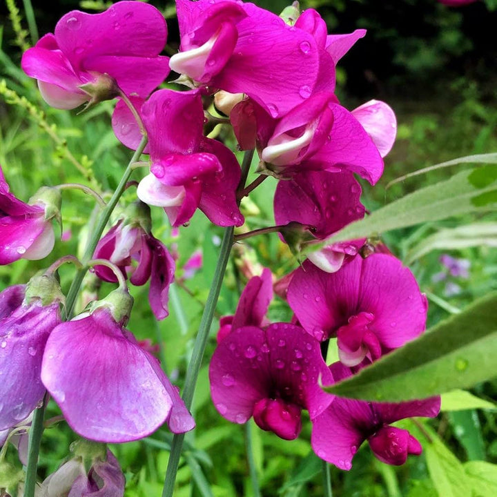 Sweet Pea Flower Seeds for Planting – 100 pcs Heirloom Non-GMO High Germination Organic Garden Blooms