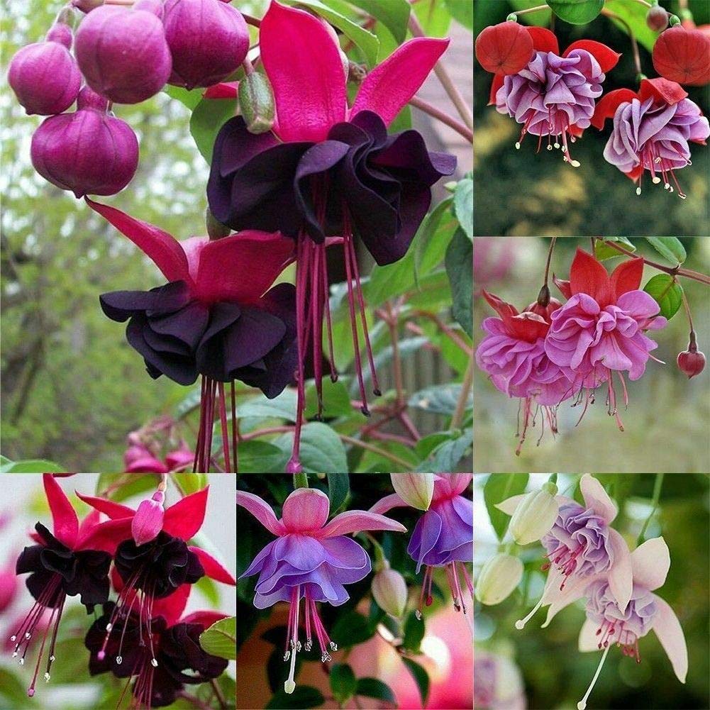 Fuchsia Flower Seeds for Planting, Mixed Colors, 100 pcs