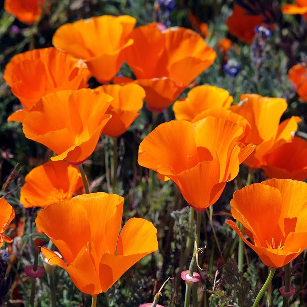 California Poppy Heirloom Blomsterfrø Ikke-GMO