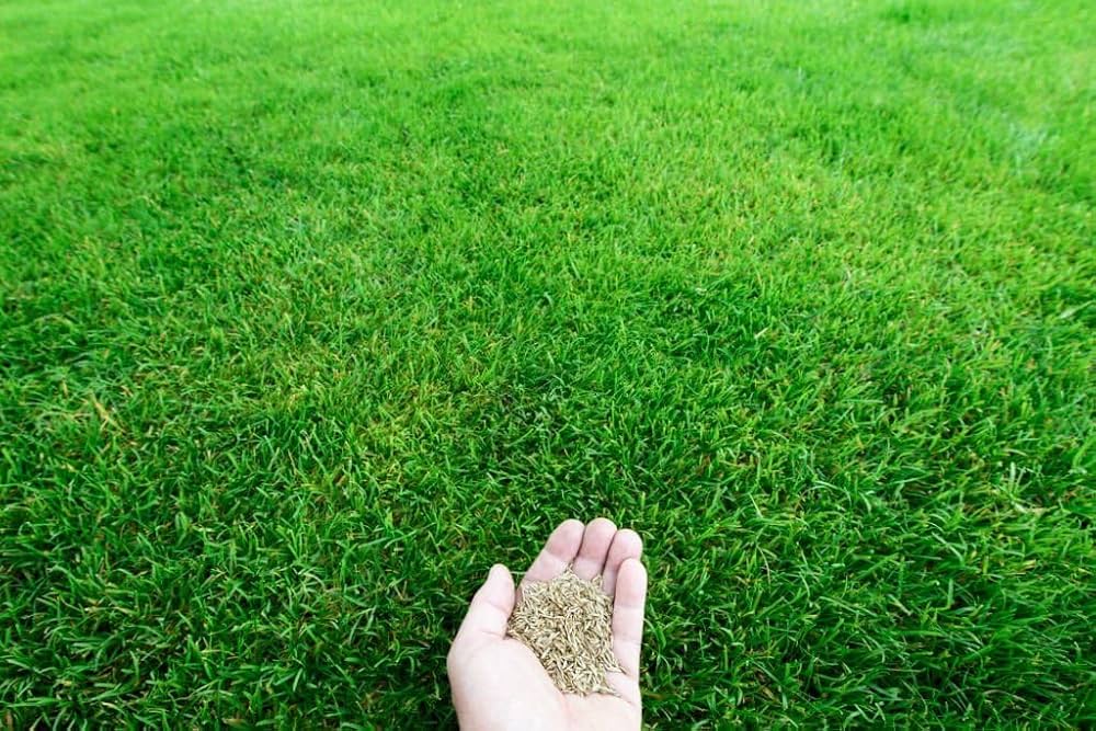 green source flower seeds
