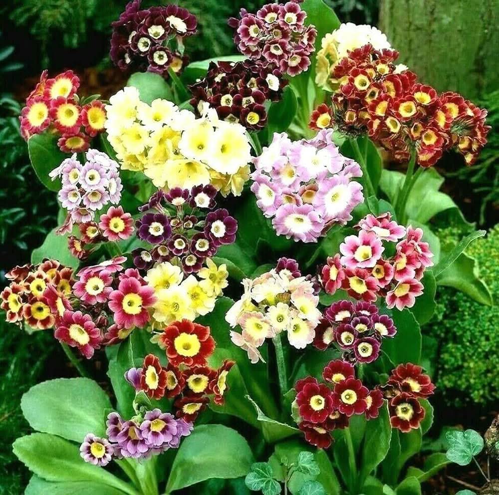 primula acaulis flower seeds