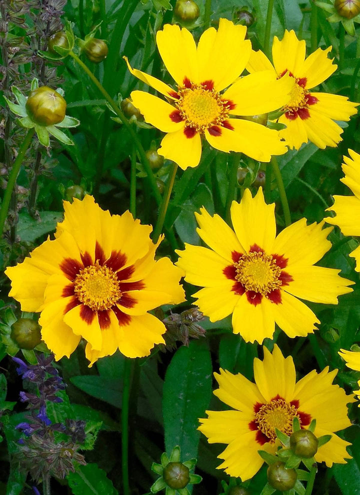 Coreopsis Cosmos Flower Seeds for Planting – Vibrant Blooms, Heirloom, Non-GMO, High Germination Garden Seeds