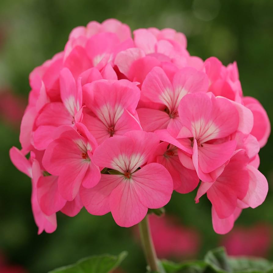 pink pink flower seeds