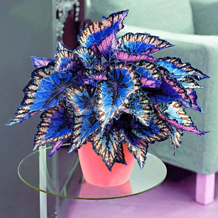 Blue Coleus Plant Seeds for Planting - 100 pcs