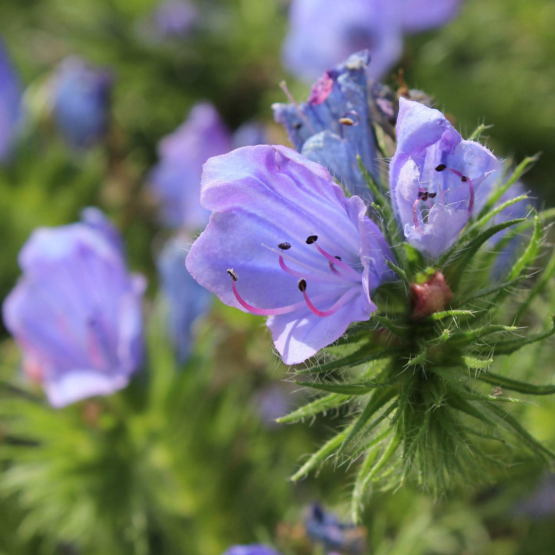 blue heirloom flower seeds