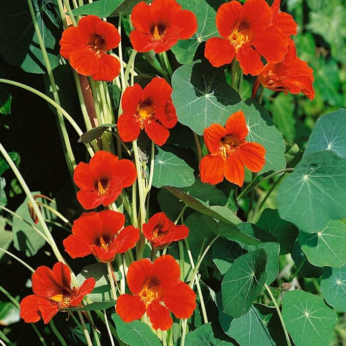 Organic Heirloom Non-GMO Orange Nasturtium Seeds for Planting – Bright Garden Blooms