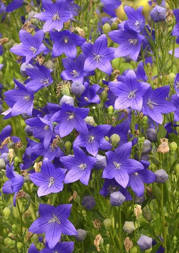 platycodon grandiflorus flower seeds
