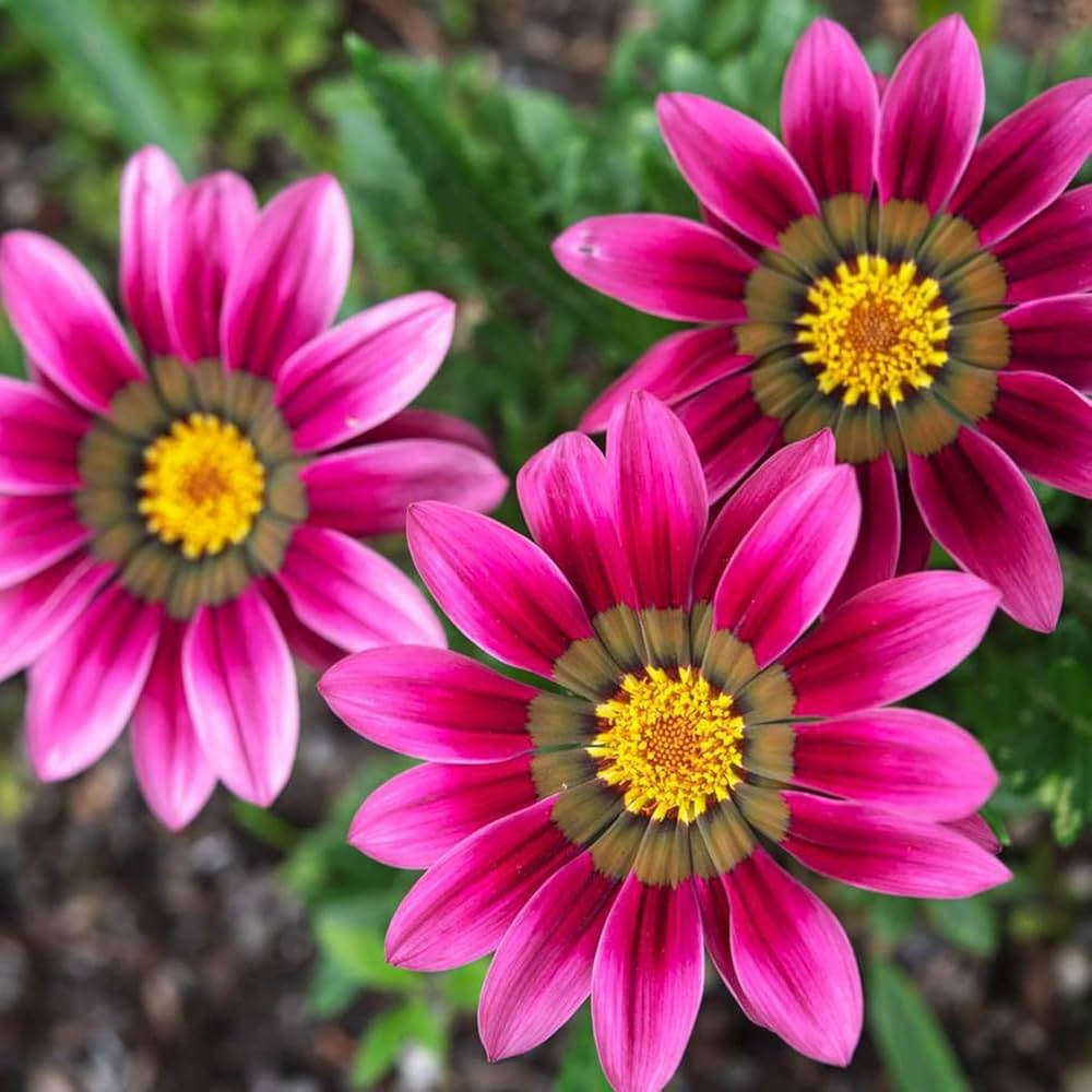 gazania linearis flower seeds